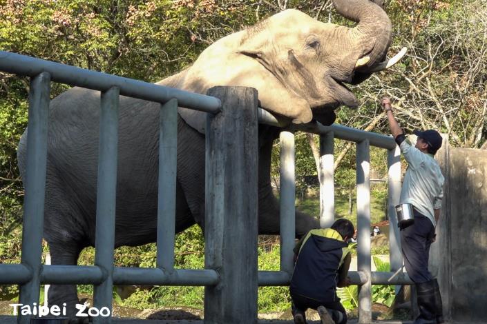 保育員為非洲象修腳趾，另位保育員負責保定餵食安撫。