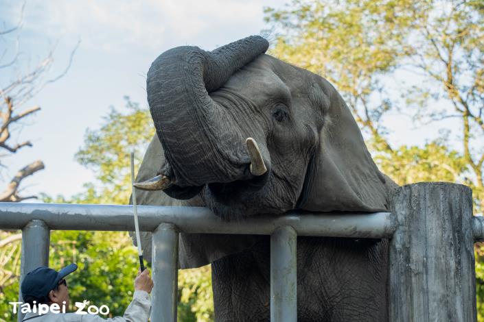與非洲象熟悉的保育員能穩定動物醫療時的情緒