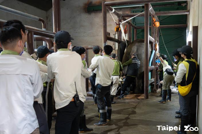 大動物醫療大不易， 每次醫療要調集約15-25位保育員們及獸醫師前來協助。(