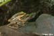 為了避免臺北赤蛙從臺北消失，動物園同時著手進行臺北赤蛙圈養繁殖計畫，希望藉由域外保育快速提升該物種個體數量。(臺北赤蛙抱接).JPG