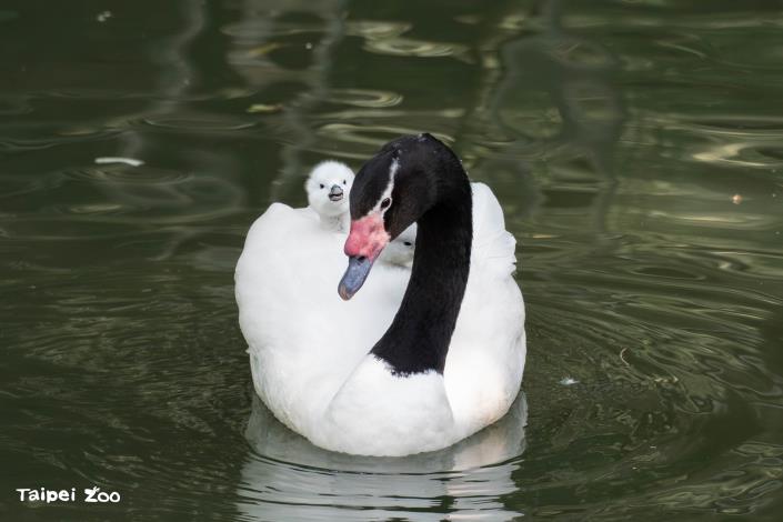 名符其實的天鵝船(動物園鳥園黑頸天鵝育幼，載著寶寶游憩。