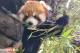 小貓熊名列國際自然保育聯盟(IUCN)瀕危物種紅皮書，因此是跨國、跨機構間共同關注的對象。（吳佳昱 攝影)