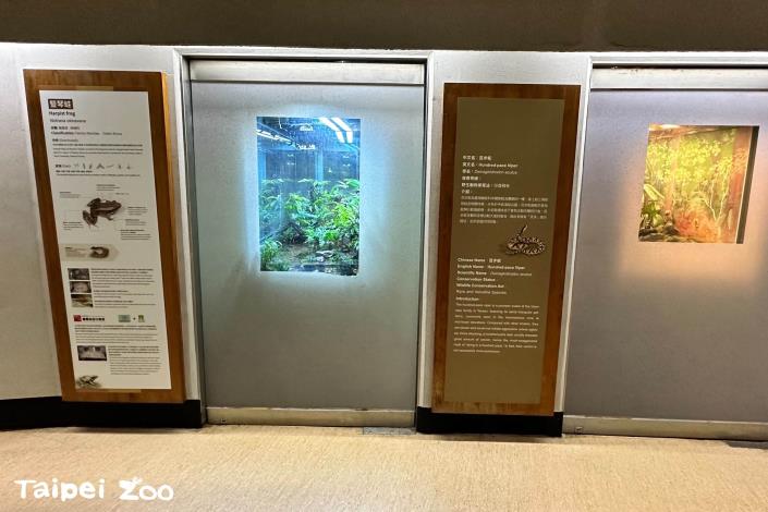 兩棲爬蟲館內的臺灣兩棲動物區可以看到豎琴蛙.JPG