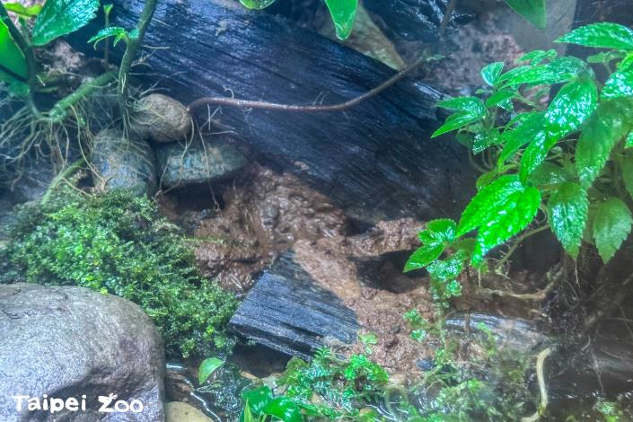 豎琴蛙在兩棲爬蟲館內的臺灣兩棲動物區可以看到.JPG