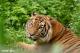6月9日、6月10日上午1030保育員會發香包給熱帶雨林區的大貓馬來虎喔！