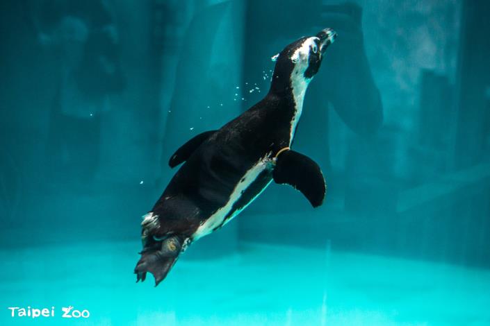 6月8日10點45分以及15點45分企鵝館的保育員將會餵食黑腳企鵝，來認識牠們都吃些什麼魚吧