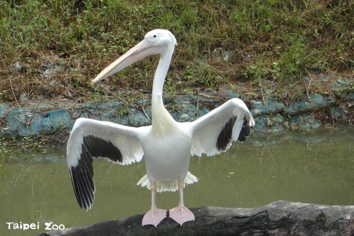 白鵜鶘大大的喉囊是他們的捕魚神器