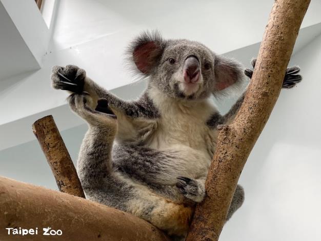 無尾熊「芙蓉」如果不在室外做日光浴，就是在無尾熊館1館喔