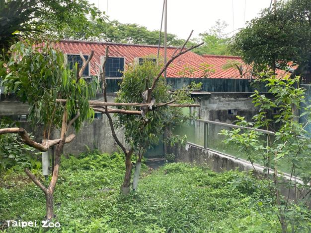 動物園的無尾熊都會輪流外出「日光浴」，以確保每隻個體都有均等的日照時間