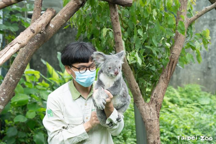 保育員隨時注意無尾熊的狀況，讓牠們不致於曬過頭