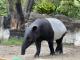 馬來貘「Hideo英雄」2歲的模樣(橫濱動物園提供)