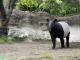 馬來貘「Hideo英雄」(橫濱動物園提供)