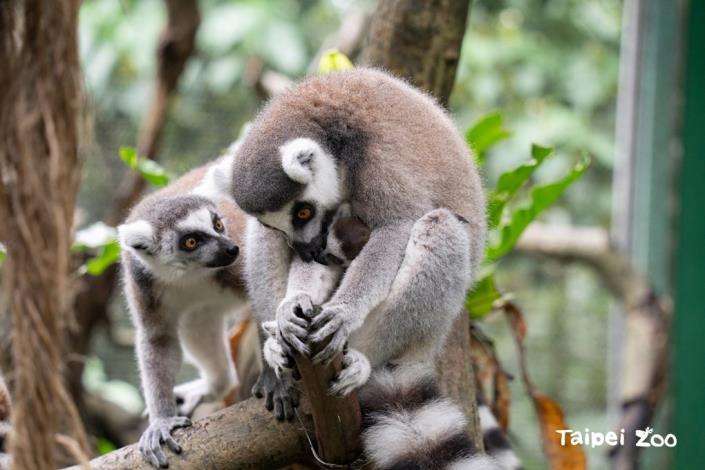 環尾狐猴媽媽「艾斯特」與寶寶。