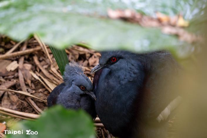 藍冠鴿日前的育幼情形,鳥類轉眼就長大,每週的樣子都不太一樣!