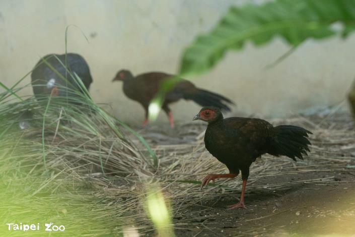 最近越南鷴寶寶們又長得更大,外貌也和爸爸媽媽更接近了。