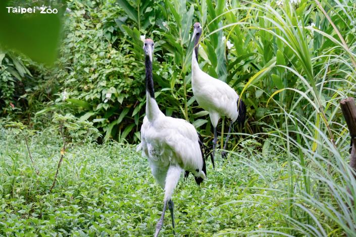 8月10日七夕情人節，在園內布置五處「我在動物園的愛情宣言」手牌，歡迎合影打卡