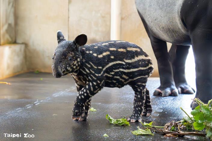 馬來貘寶寶大約 2 個多月後就會開始慢慢換毛,半年左右就會完全換成黑白毛色。