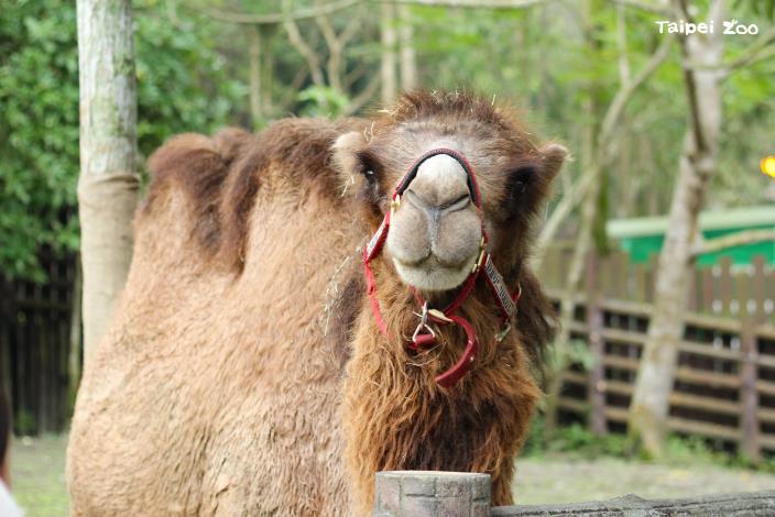 雙峰駱駝「煙雨」