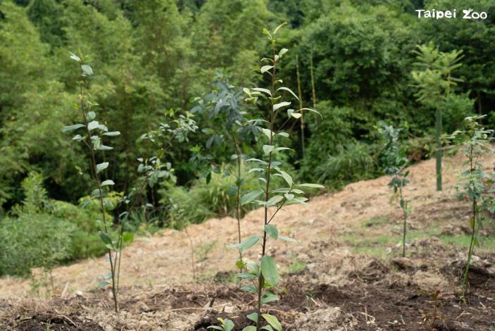今(9月12日)天種植九芎與紅楠，後續也規畫於鄰近貓纜動物園南站的生態池周遭種植風箱樹、穗花棋盤腳、及武威山烏皮茶等等