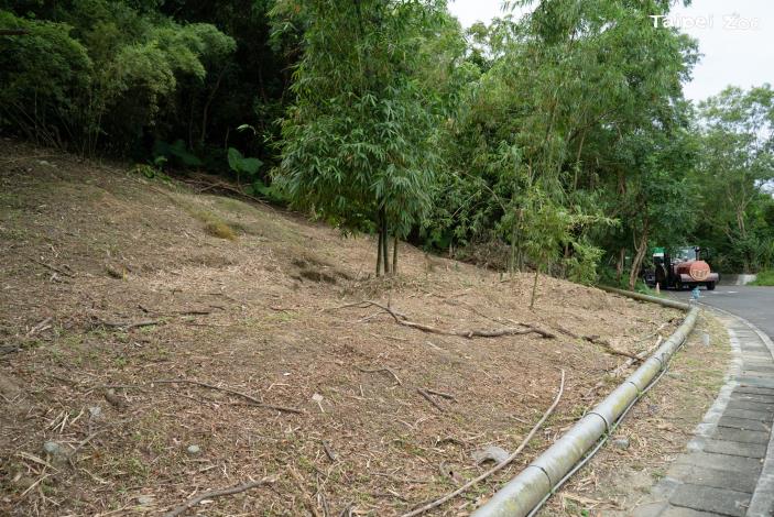 本次評估環園道路坡地植樹，保護脆弱坡地