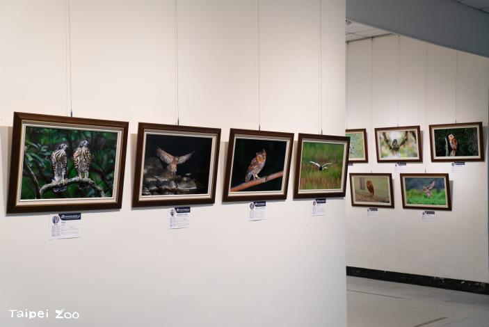 「群英飛羽2024世界瀕危野鳥攝影聯展」即日起至11月3日於教育中心地下一樓展出。
