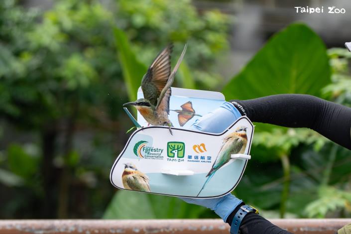 今(2024)年有3隻新生栗喉蜂虎放飛穿山甲館成為新房客。