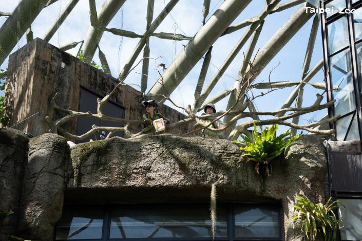 敏捷的蜂虎會接住保育員拋下的昆蟲,保育員更是眼明手快地觀察每隻鳥的進食狀況。