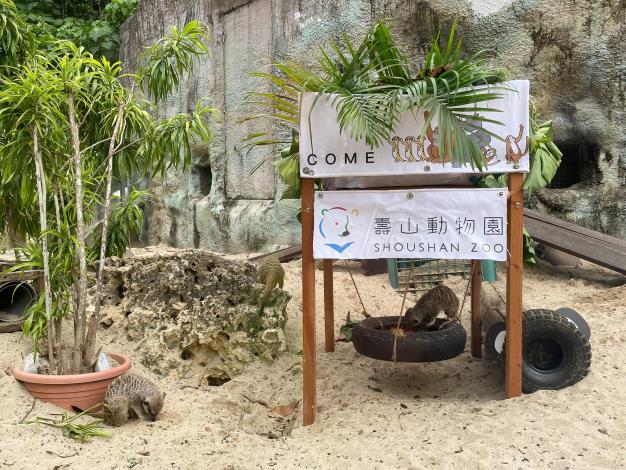 學員為狐獴設計了一座「豪華搖搖輪圈扭蛋機」運用廢棄輪胎放入可更換內容物的扭蛋，並在扭蛋中加入麵包蟲等食物讓牠們探索取食(拍攝於壽山動物園)