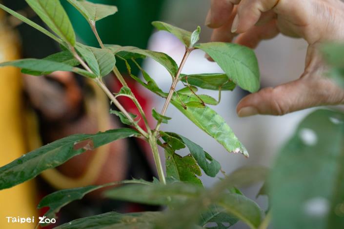 教育駐站的巨人葉䗛