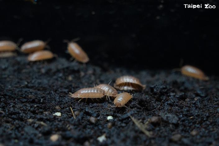 除了昆蟲，昆蟲館也有許多節肢動物等你來認識。(圖為光滑鼠婦)