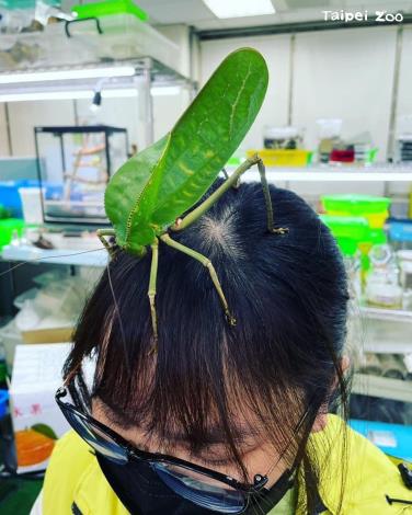 歡慶昆蟲館建館20周年，一起來學習各種昆蟲的創意造型。(圖為巨葉螽斯)