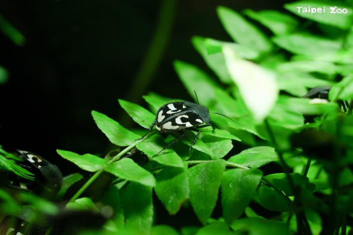 問號蟑螂的背部因為有著像問號般的圖案而得名！