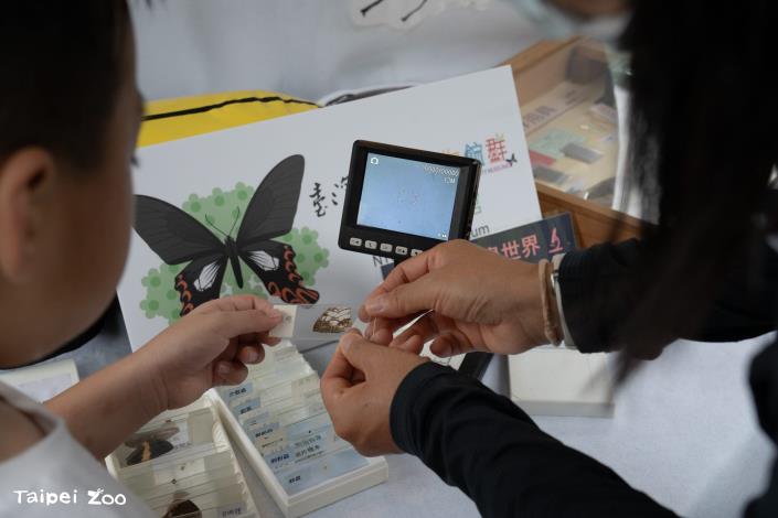 國立臺灣大學昆蟲標本館