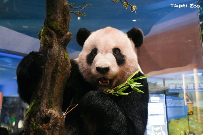 故事館由大家喜愛的保育大使大貓熊團團講述大貓熊的翻轉瀕危故事。