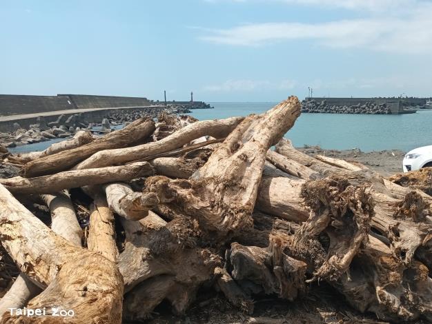 今(2024)年凱米颱風過後，動物園積極與農業部林業及自然保育署宜蘭分署及宜蘭縣海洋及漁業發展所聯繫，將位於宜蘭縣梗枋漁港之漂流木運至動物園使用。