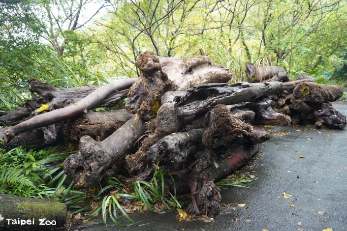 漂流木加工之後將成為動物園動物們的新行為豐富化設施。