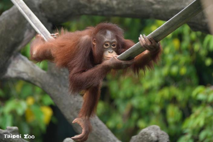 這次的漂流木預計也會設置於雨林區的紅毛猩猩活動場，提供牠們更多樣、複雜且具有適當挑戰性的環境。（詹德川 攝影於2022年）