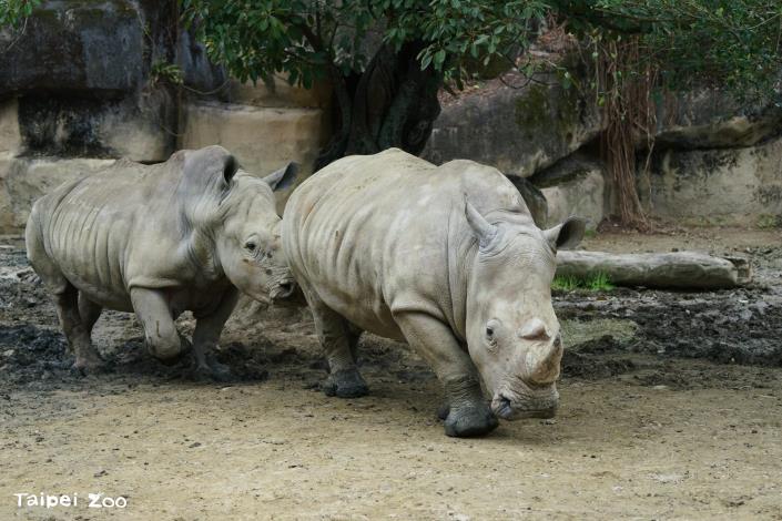非洲動物區白犀牛活動場中的漂流木，可以做為牠們抓癢、磨蹭及磨角的道具。（詹德川 攝影）
