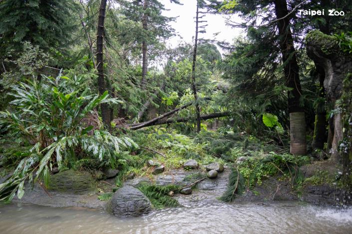 溫帶動物區灰狼戶外活動場樹木倒塌。