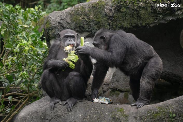 多種蔬果的提供讓黑猩猩有探索新食材的機會與期待食物的心情，增添了牠們日常飲食的趣味性及豐富性。