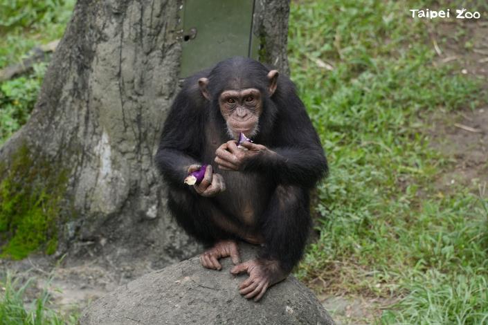 許多人不敢吃的茄子、青椒和胡蘿蔔都讓黑猩猩愛不釋手。