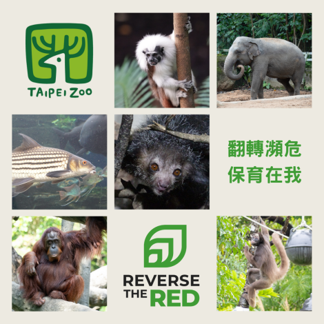 Reverse the Red翻轉物種瀕危趨勢行動-雨林動物