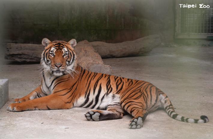 馬來虎Serikin從2024年底開始在臺北動物園熱帶雨林區後場進行入箱籠訓練與出國搭機準備