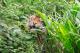 馬來虎Serikin在2月25日從臺北市立動物園前往往新加坡Mandai Wildlife Reserve新加坡動物園進行族群血緣交換