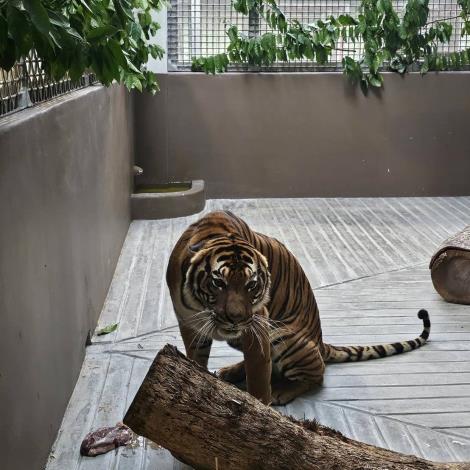 Serikin經過逾16個小時的準備、飛行和等待，於今天安全抵達新加坡動物園，將在園內寬闊的檢疫空間開始為期30日的檢疫觀察。新加坡動物園提供圖片