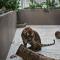 Serikin經過逾16個小時的準備、飛行和等待，於今天安全抵達新加坡動物園，將在園內寬闊的檢疫空間開始為期30日的檢疫觀察。新加坡動物園提供圖片