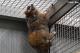 動物園希望維持小懶猴的個體數量及基因歧異度，以達到瀕危動物域外保育的責任