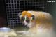臺北動物園在歐洲瀕危物種保育計畫小懶猴專家群協調下，調度來自捷克Ostrava Zoo俄斯特拉發動物園的小懶猴Chö來到臺灣