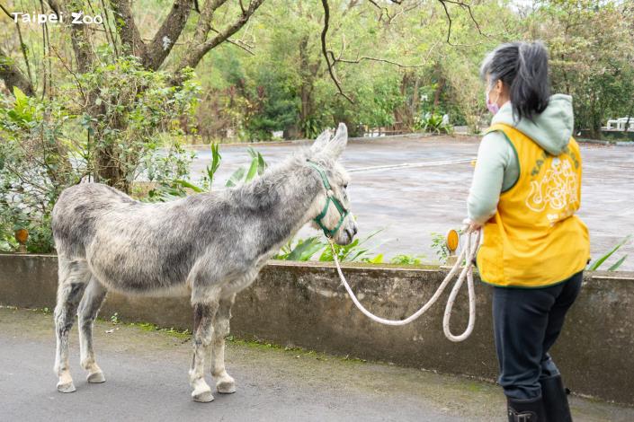 迷你馬和家驢散步可以促進活動量，也進行跟隨和減敏訓練