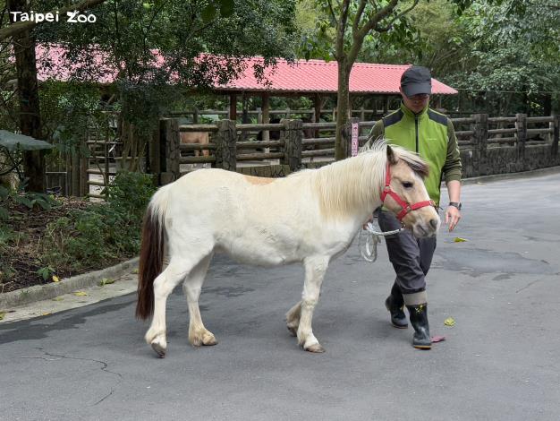 保育員會不定期帶兒童動物區的迷你馬和家驢到園區散步